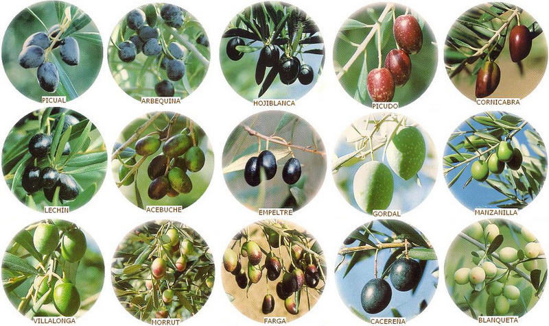Anormal Salida desagradable Variedades del aceite de oliva y sus diferencias | La Pontezuela
