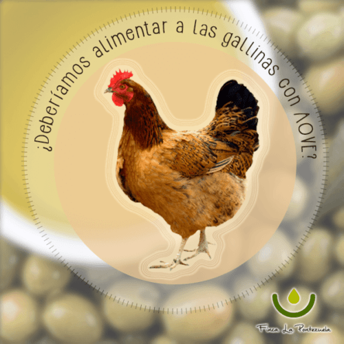 alimentar a las gallinas con AOVE