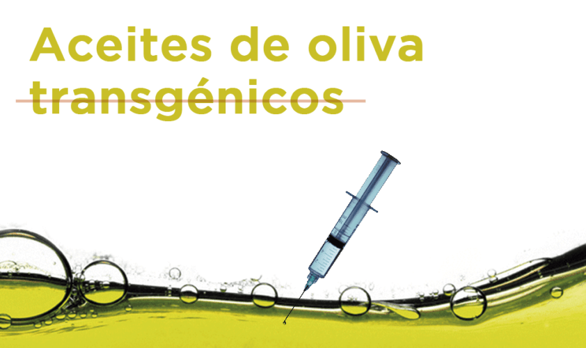 Aceites de oliva transgénicos, ¿son confiables?
