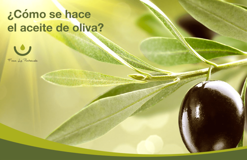 ¿Cómo se hace el aceite de oliva? 👉 Los mejores AOVE ✔
