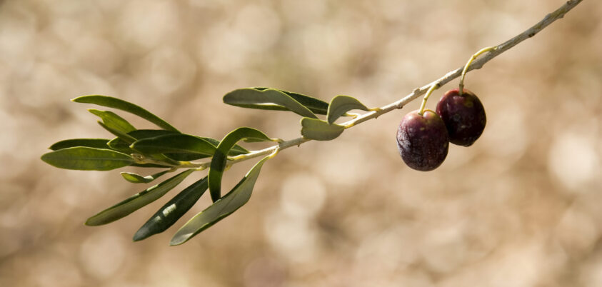 Cestas gourmet para regalar