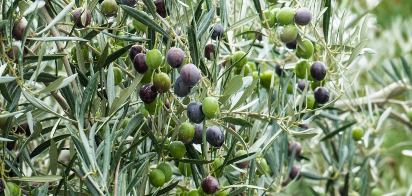 descubre cómo se establece el precio aceite de oliva