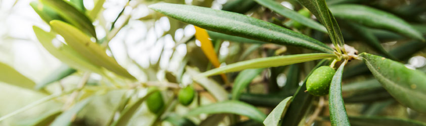 ¿Por qué debo elegir el aceite de oliva en lugar de otras grasas?