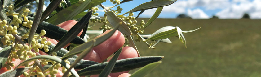 Descubre los factores que determinan el precio de un AOVE de calidad