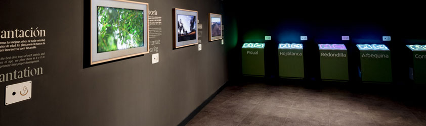 El Centro de Interpretación del Olivar 5 Elementos referente del oleoturismo