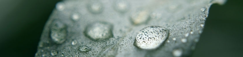 La Pontezuela participa en el Proyecto Olivares Vivos +