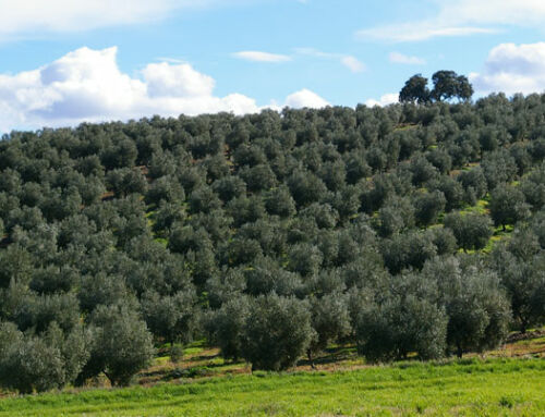 Finca La Pontezuela y la Universidad de Córdoba investigarán variedades de olivo de otros países adaptadas a condiciones de sequía