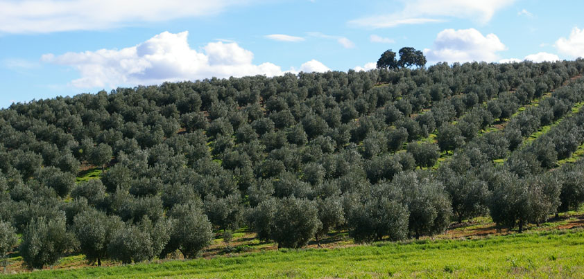 Finca La Pontezuela y la Universidad de Córdoba investigarán variedades de olivo de otros países adaptadas a condiciones de sequía