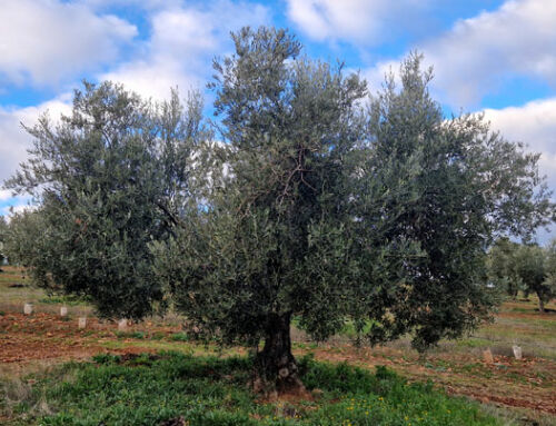 Variedad Cornicabra, el olivo y su AOVE: la guía definitiva