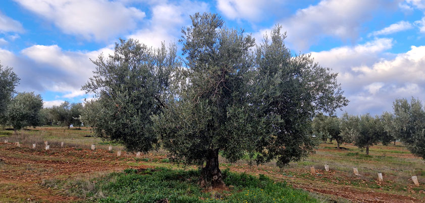 Variedad Cornicabra, el olivo y su AOVE: la guía definitiva