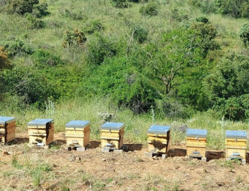 Día mundial de las Abejas en Finca La Pontezuela
