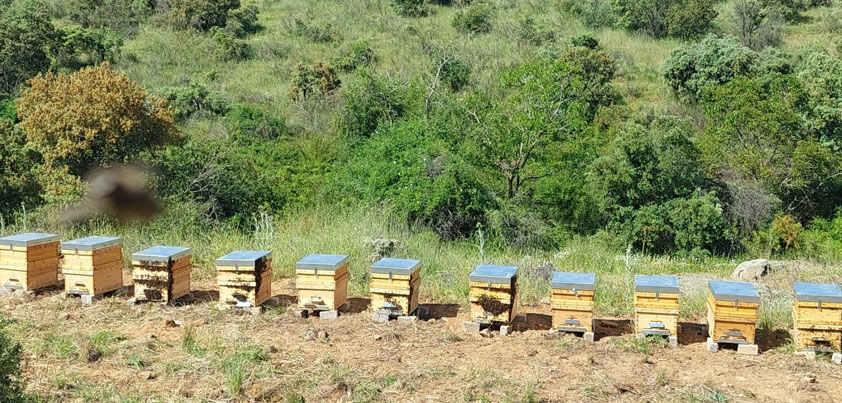Día mundial de las abejas en Finca La Pontezuela