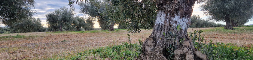 La Carta Europea de Turismo Sostenible: Un compromiso con la naturaleza y el turismo responsable