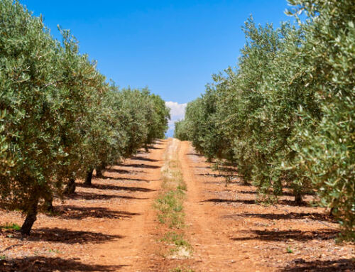La Carta Europea de Turismo Sostenible: Un compromiso con la naturaleza y el turismo responsable