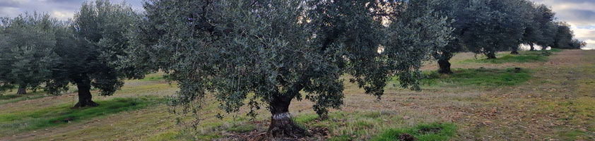 El Olivo, un tesoro ecológico: Cómo cuida el medio ambiente y por qué el AOVE es una opción sostenible