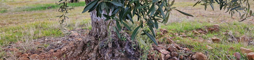 El Olivo, un tesoro ecológico: Cómo cuida el medio ambiente y por qué el AOVE es una opción sostenible