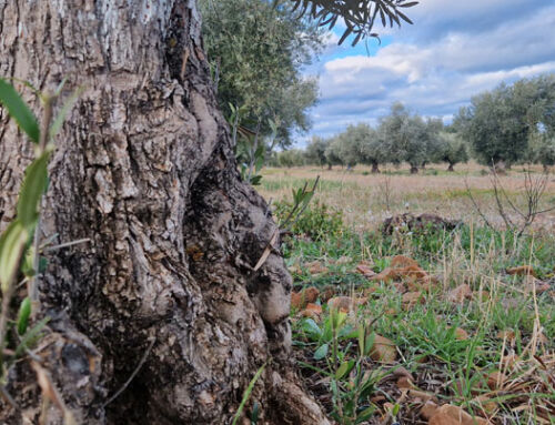 El Olivo, un tesoro ecológico: Cómo cuida el medio ambiente y por qué el AOVE es una opción sostenible