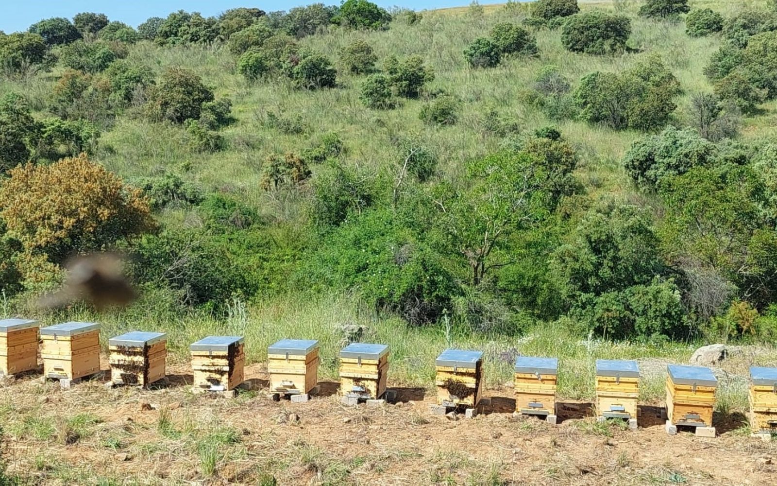 Abejas de Finca La Pontezuela