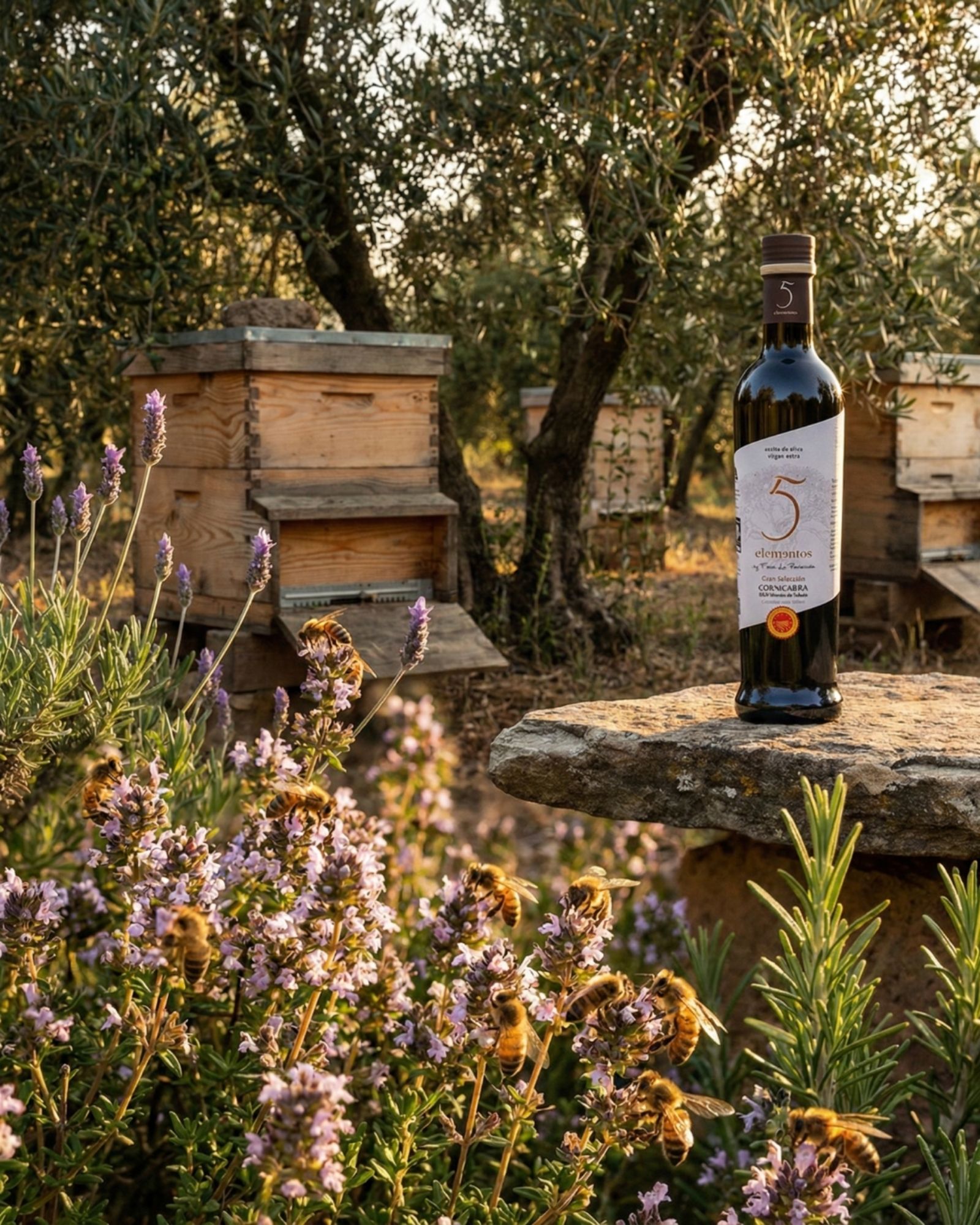 Olivo centenario de Finca La Pontezuela
