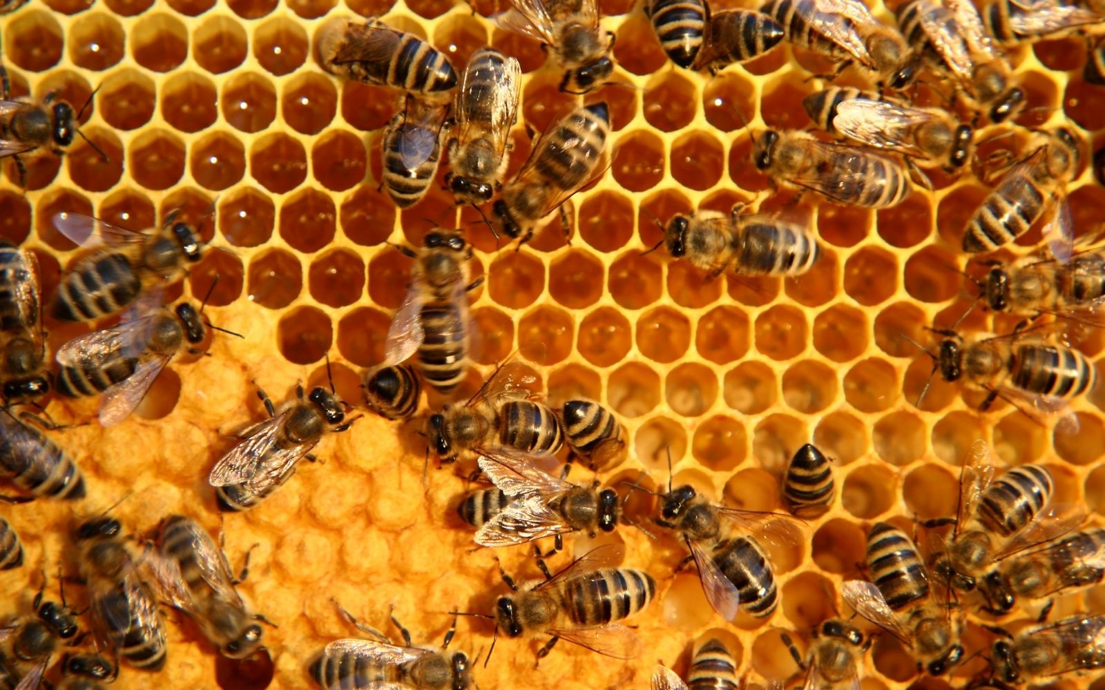 Abejas y panal en Finca La Pontezuela