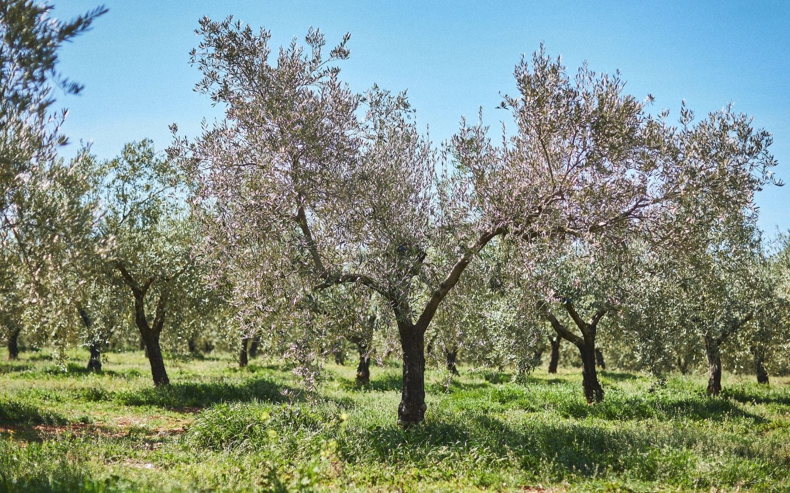Vista del olivar de Finca La Pontezuela