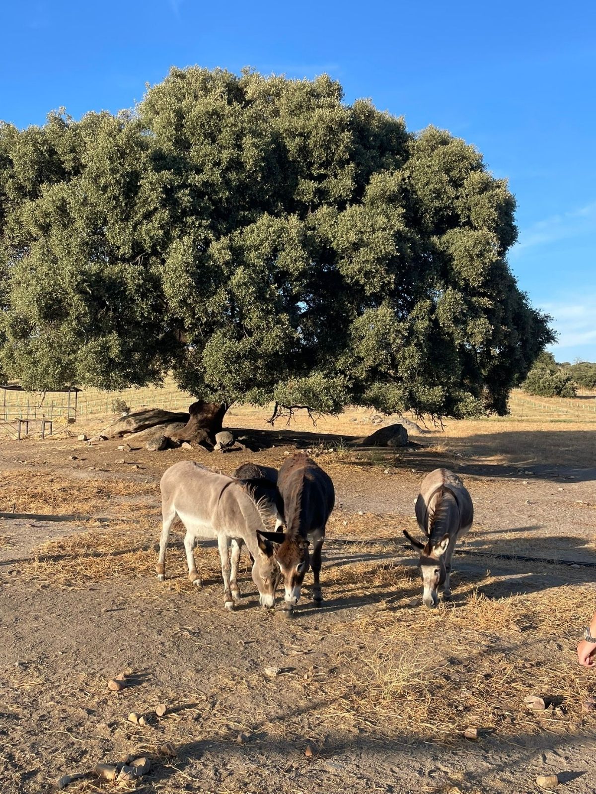 Paisaje del olivar de Finca La Pontezuela