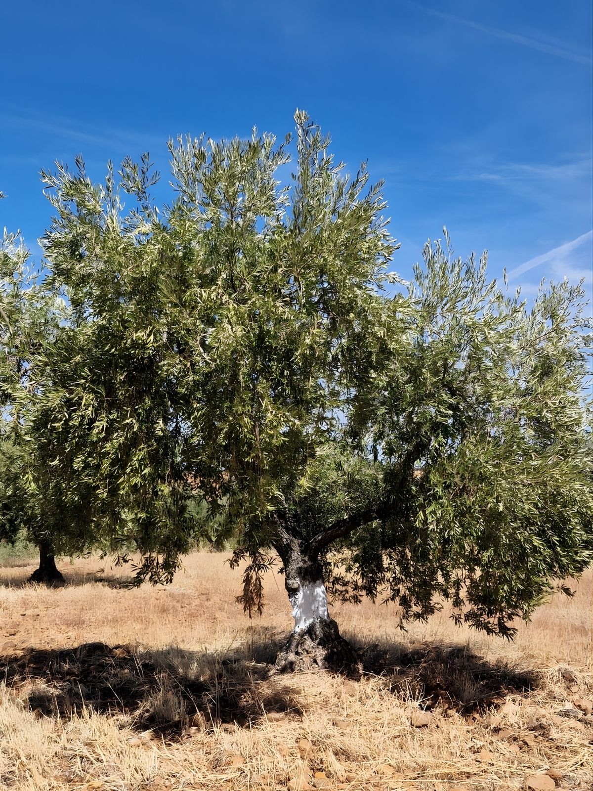 Visita al olivar de Finca La Pontezuela