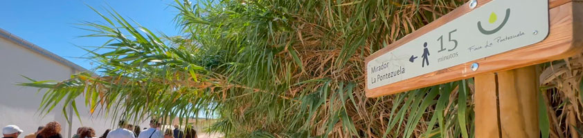 Oleoturismo en Toledo: Experiencias únicas en Finca La Pontezuela